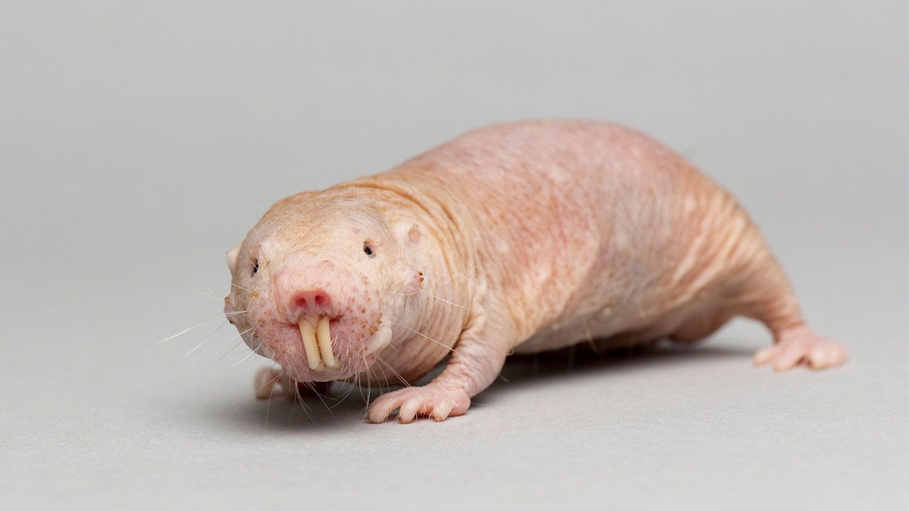 naked-mole-rat