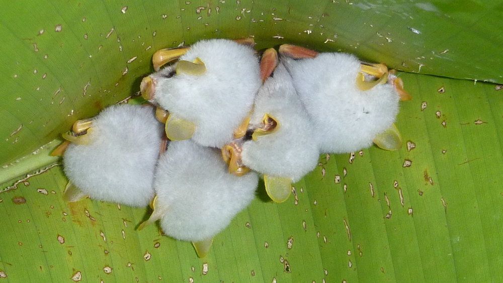 Kelelawa- Putih-Honduras
